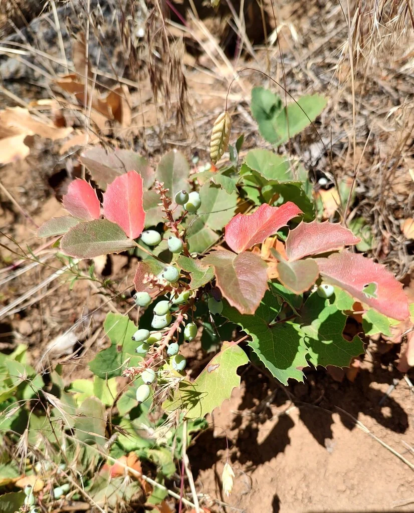 Mahonia Repens
