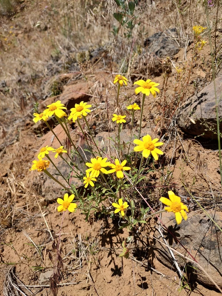Eriophyllum Lanatum
