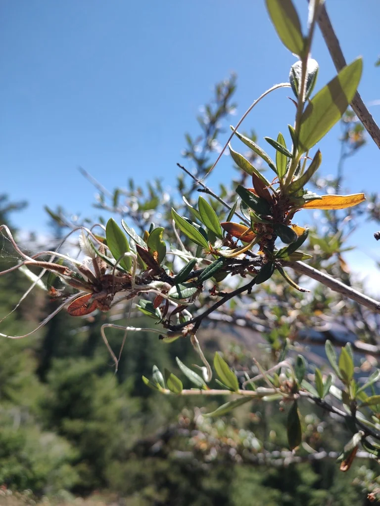 Cercocarpus Ledifolius