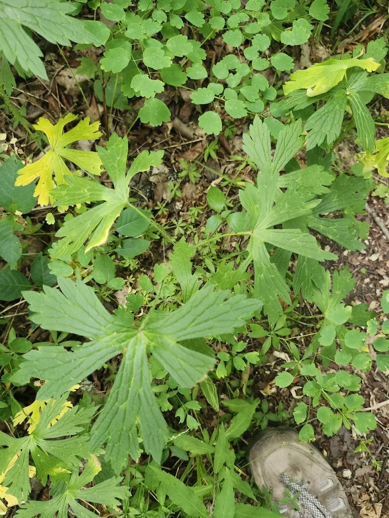 Geranium Maculatum