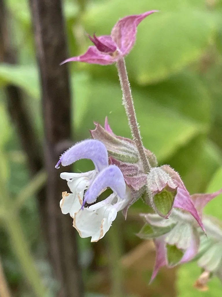 Salvia Sclarea