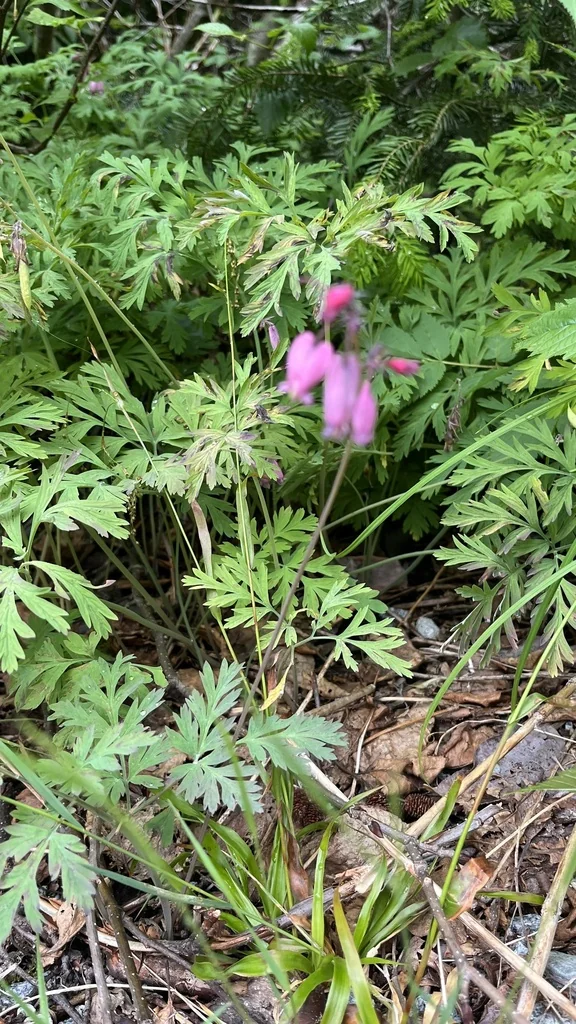 Dicentra Formosa