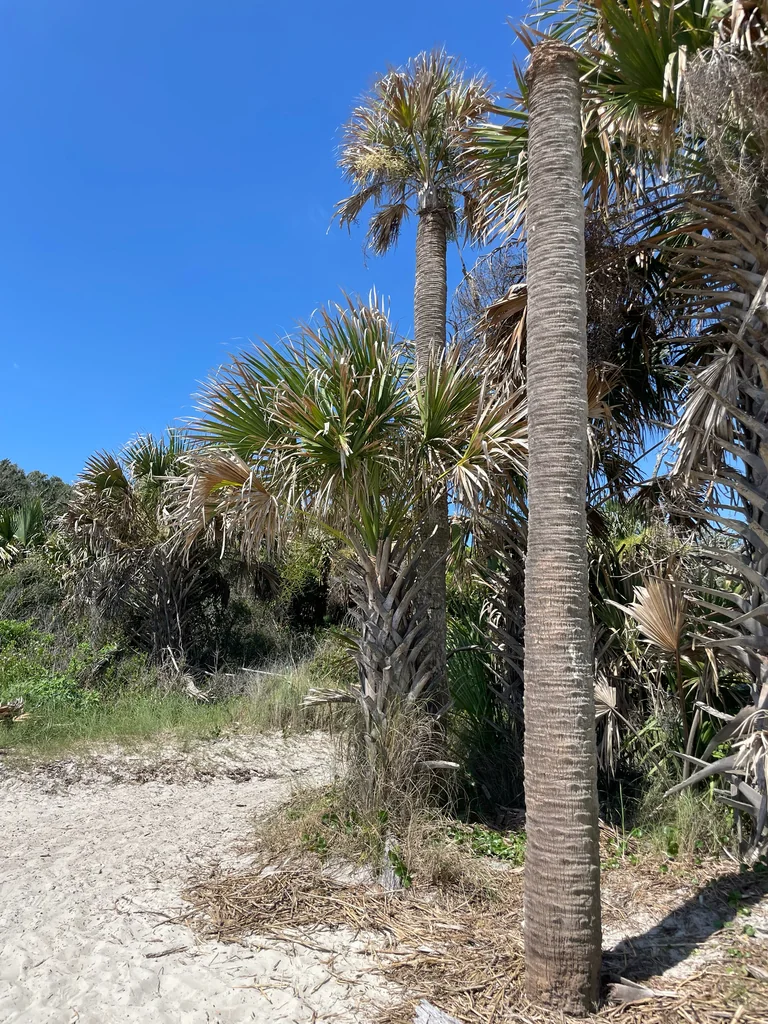 Sabal Palmetto
