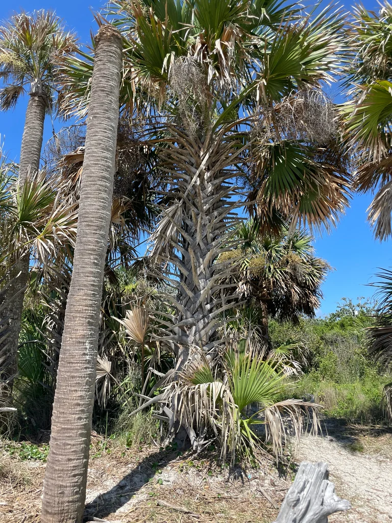 Sabal Palmetto