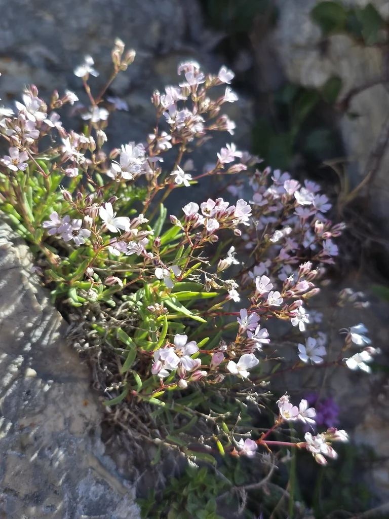 Gypsophila Repens