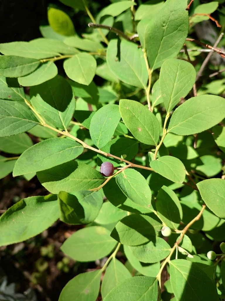 Vaccinium Membranaceum