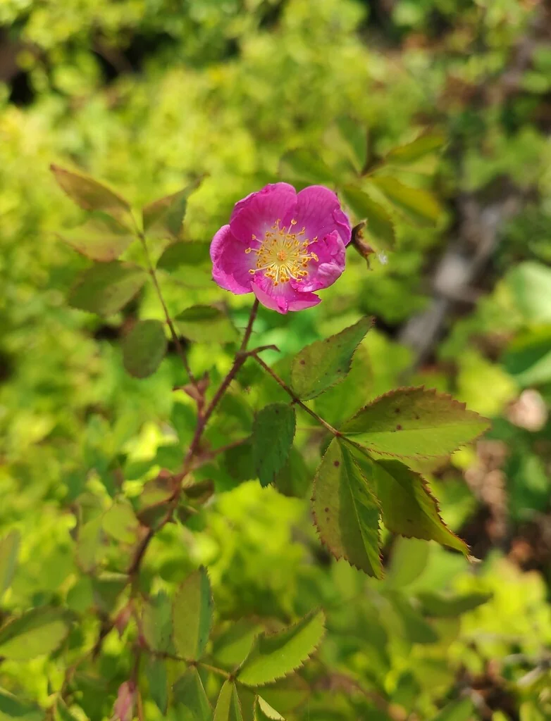 Rosa gymnocarpa