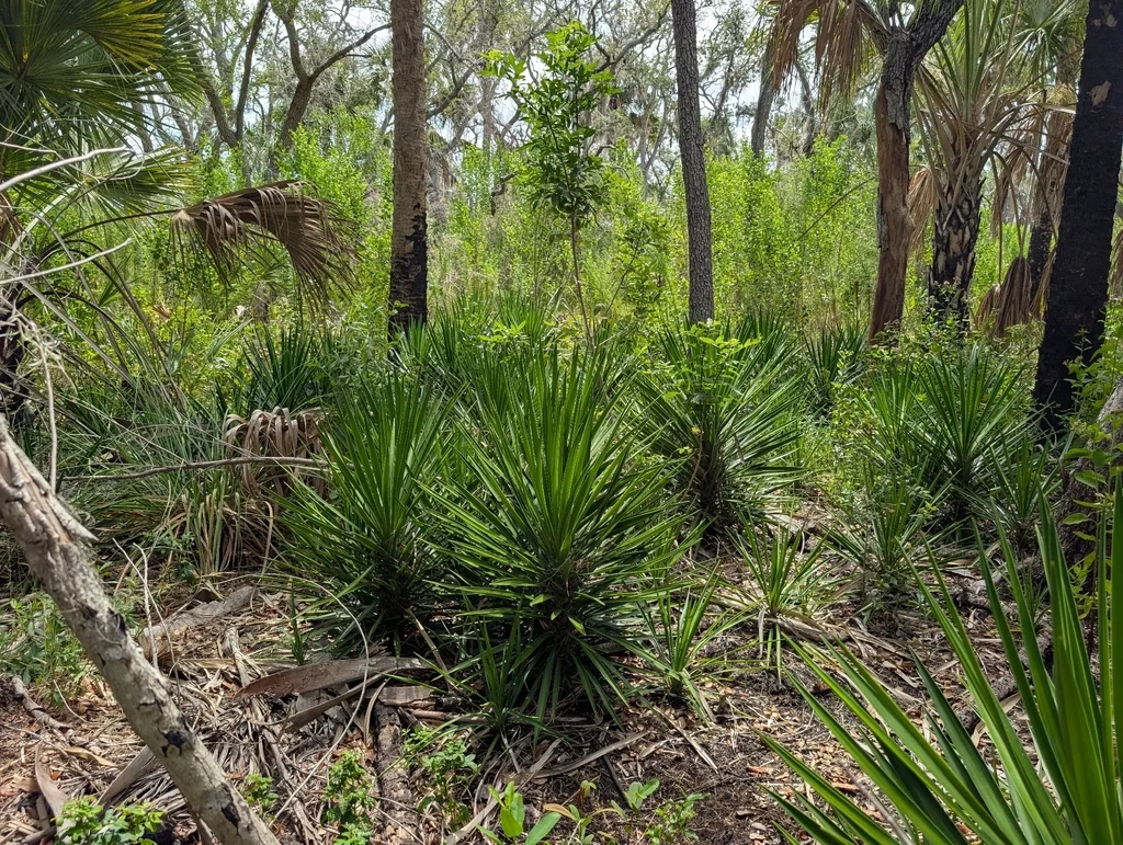 Yucca Aloifolia