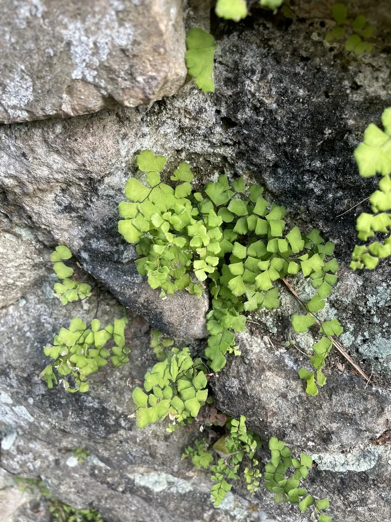 Adiantum Capillus-Veneris