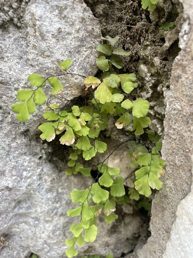 Adiantum Capillus-Veneris