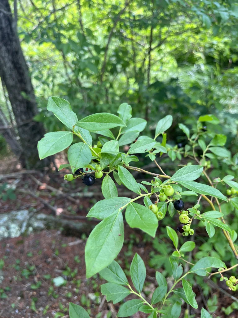 Vaccinium Corymbosum