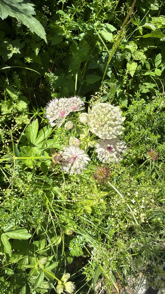Astrantia Major
