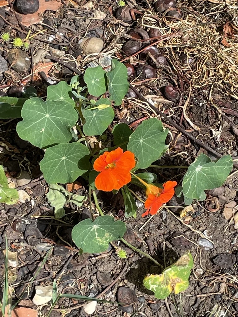 Tropaeolum Majus