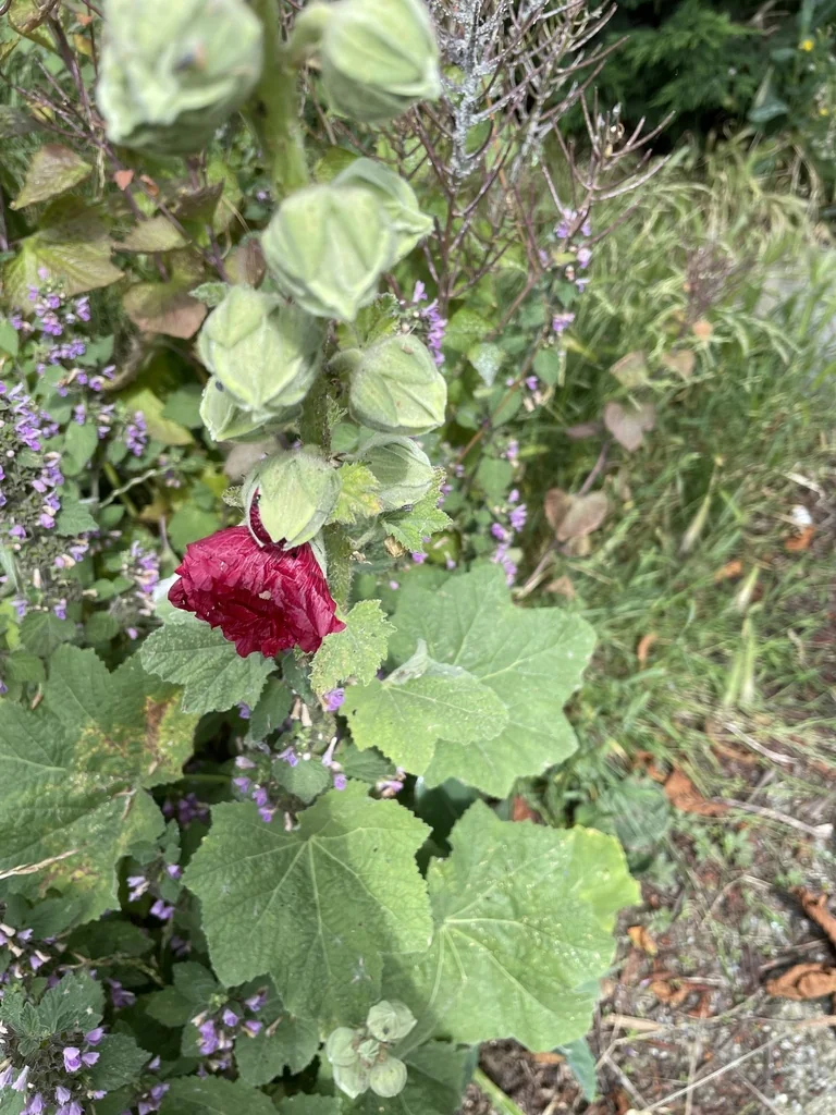 Alcea Rosea