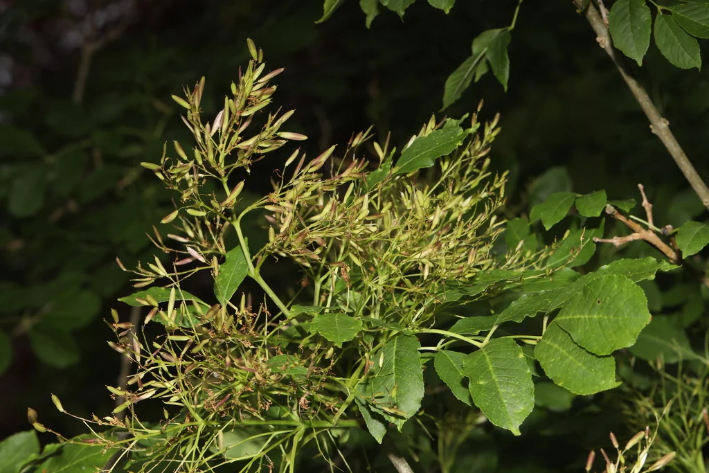 Fraxinus Ornus
