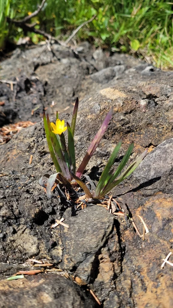 Sisyrinchium Californicum