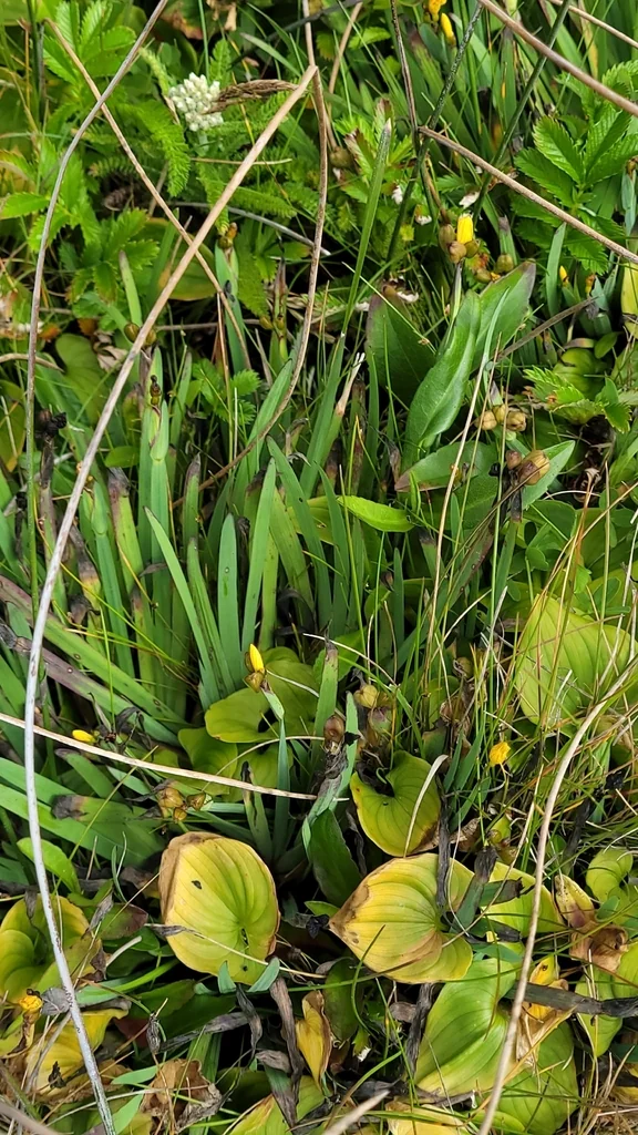 Sisyrinchium Californicum