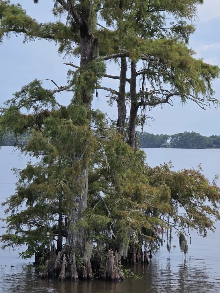 Taxodium Distichum