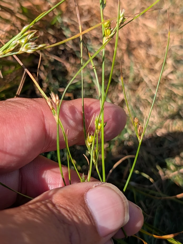 Juncus Tenuis