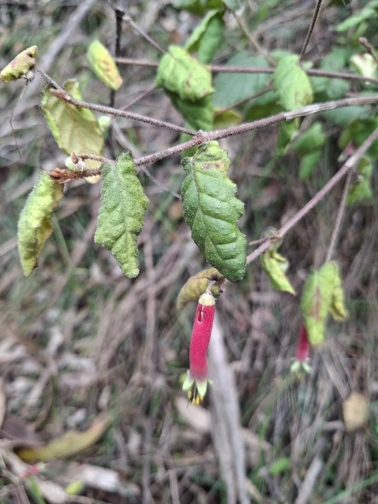 Correa Reflexa