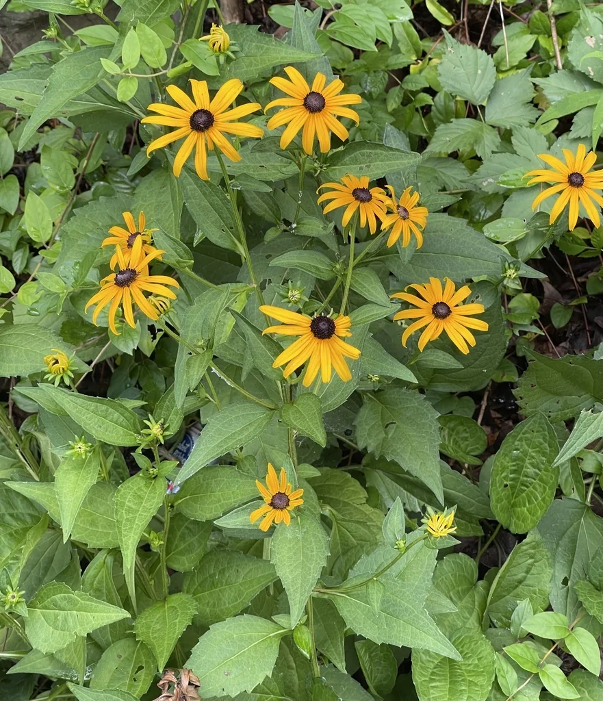 Rudbeckia Fulgida