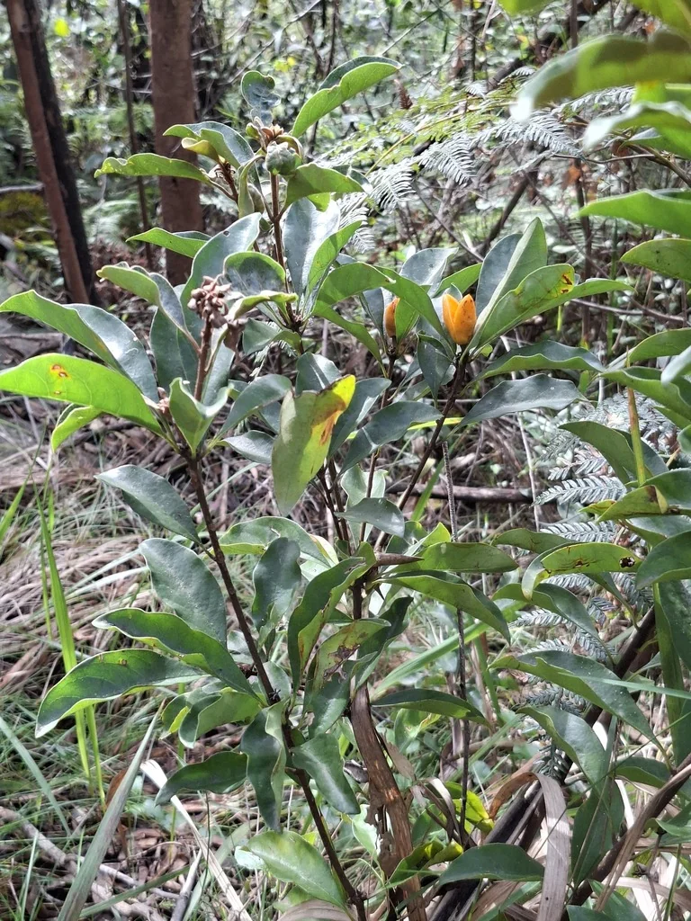 Pittosporum Undulatum