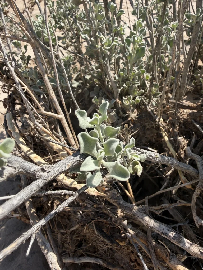 Leucophyllum Candidum