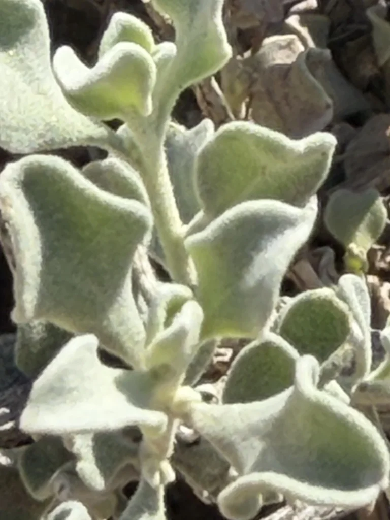 Leucophyllum Candidum