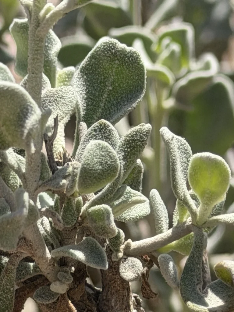 Leucophyllum Candidum