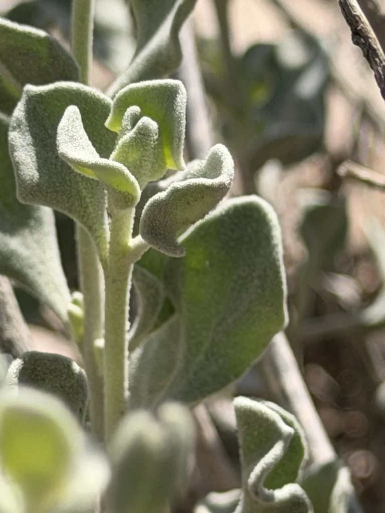 Leucophyllum Candidum