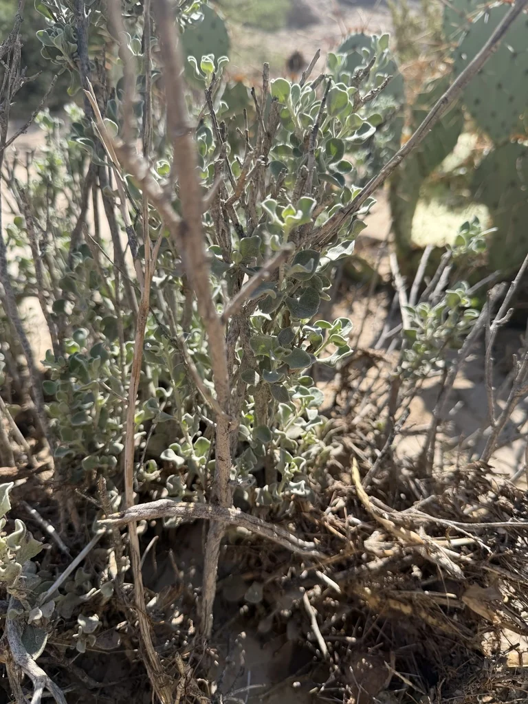 Leucophyllum Candidum