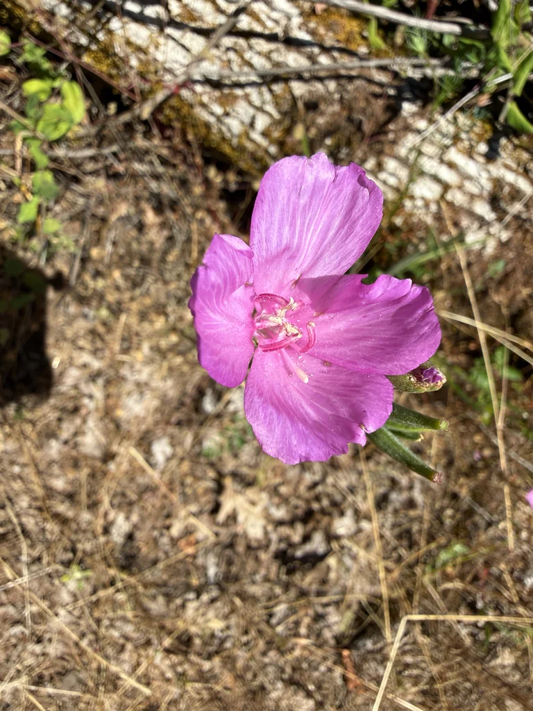 Clarkia Amoena