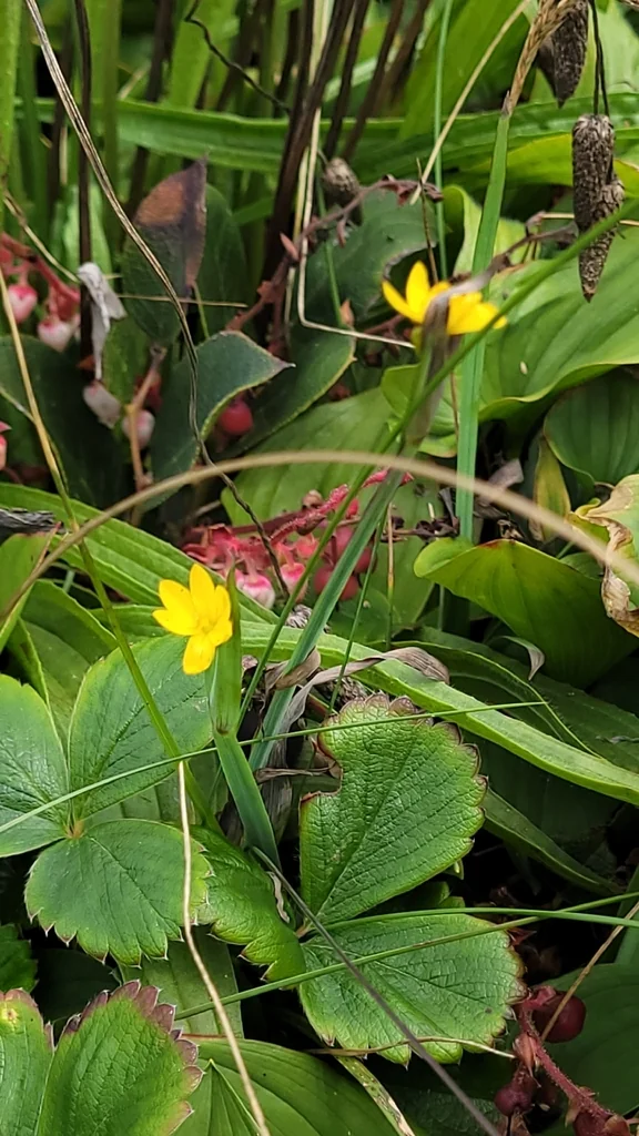 Sisyrinchium Californicum
