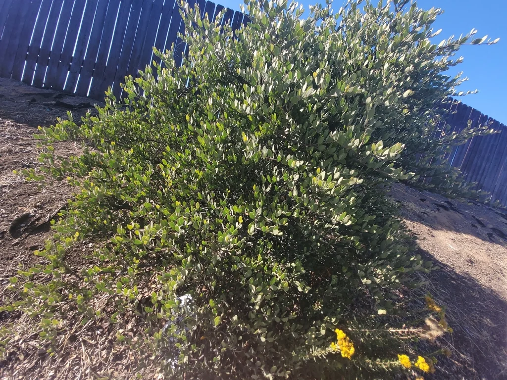 Simmondsia Chinensis