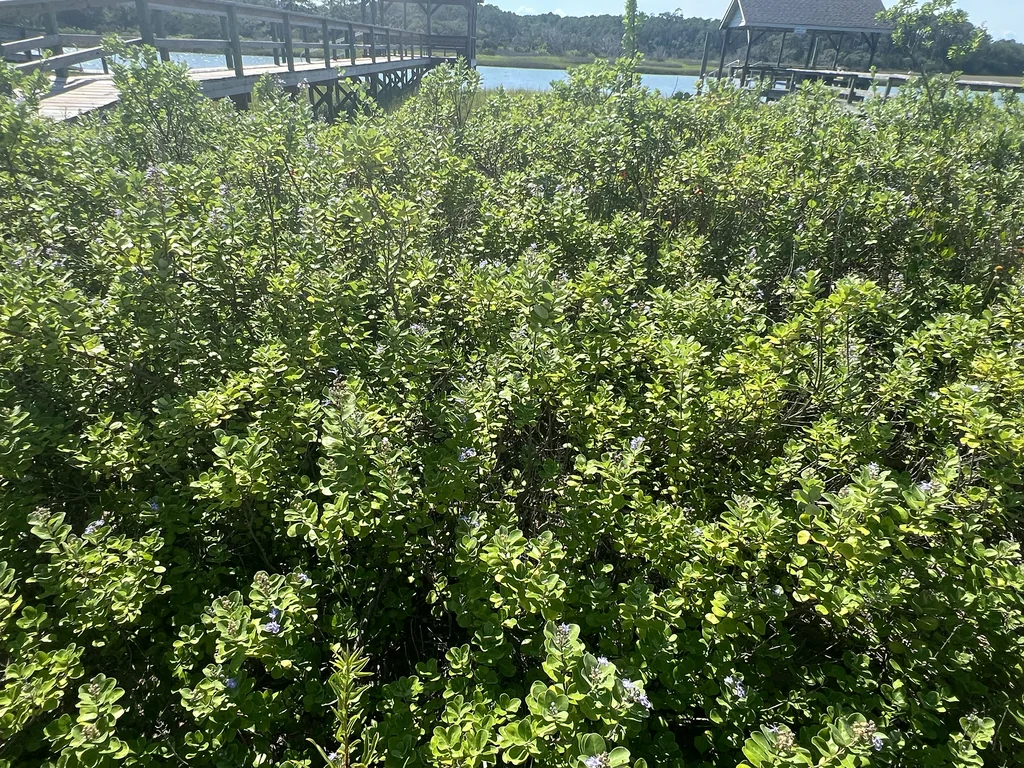 Vitex Rotundifolia