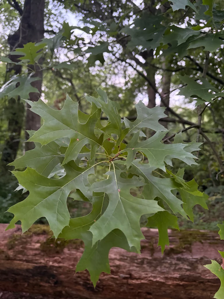 Quercus Palustris