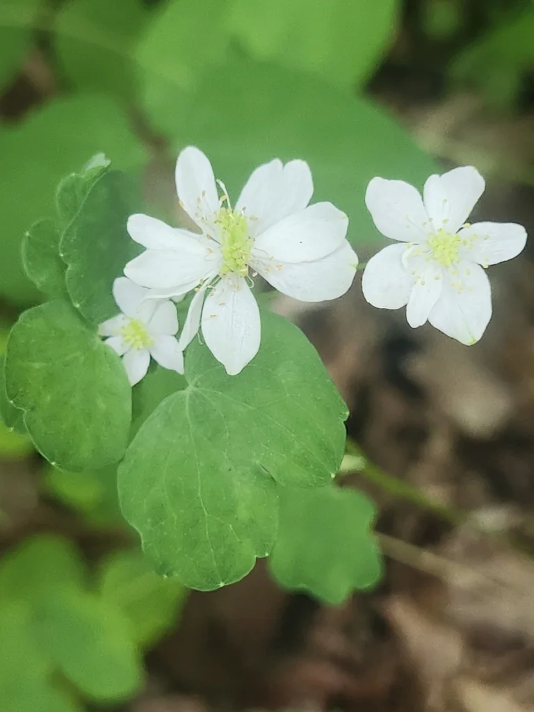 Anemonella Thalictroides
