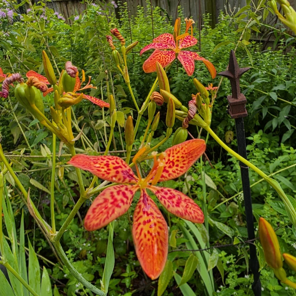 Iris Domestica