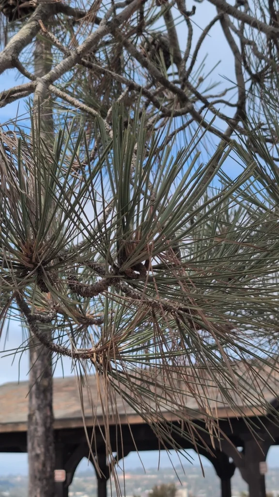 Pinus Torreyana