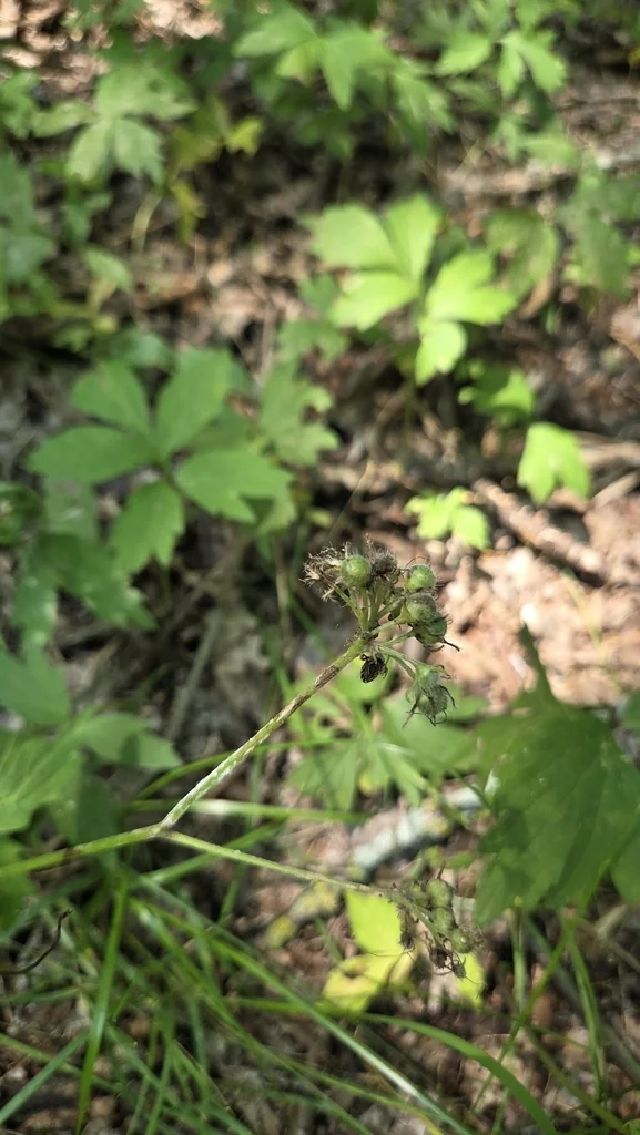 Hydrophyllum Virginianum