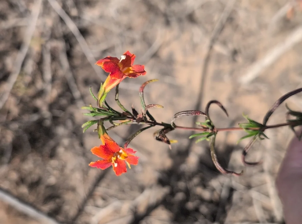 Mimulus Puniceus