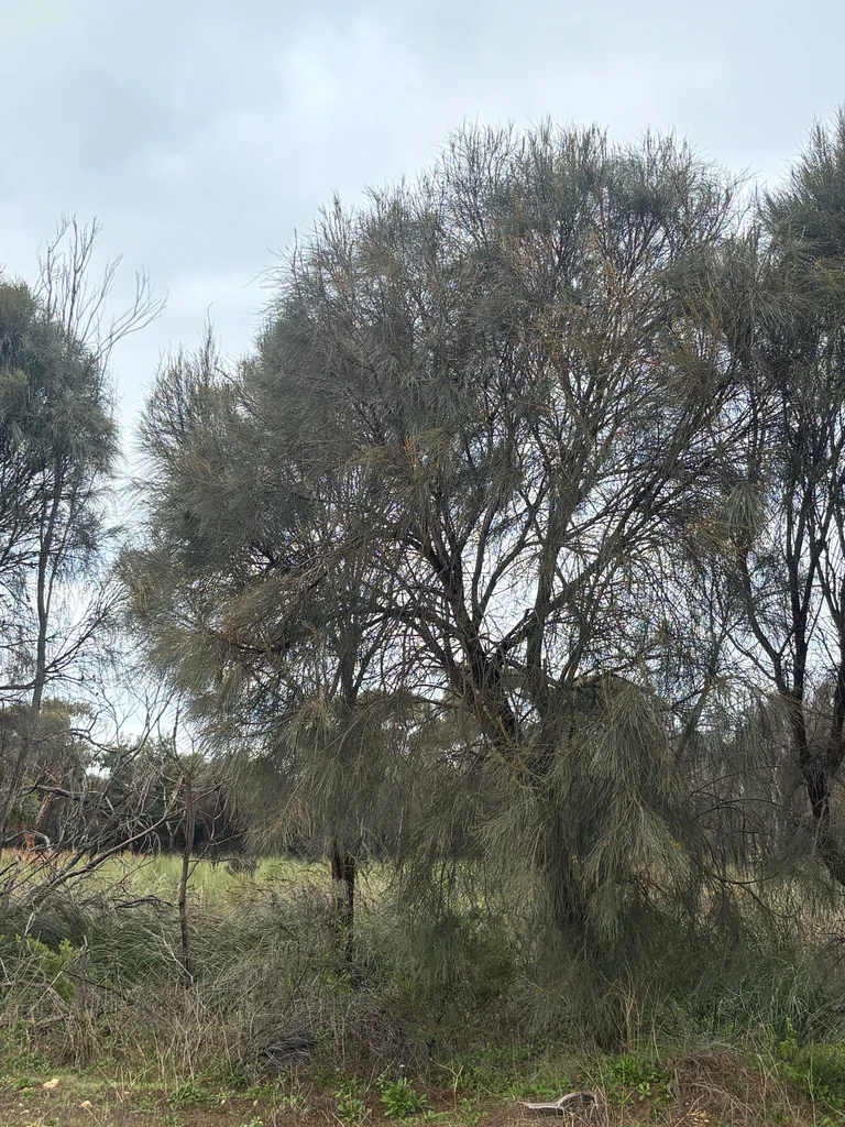 Casuarina stricta