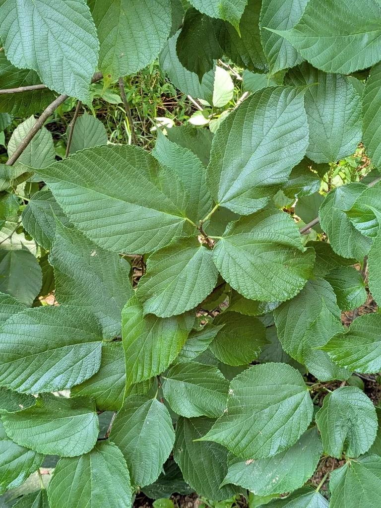 Morus Rubra