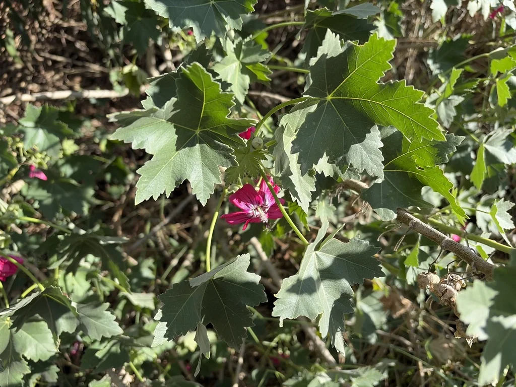Lavatera Assurgentiflora