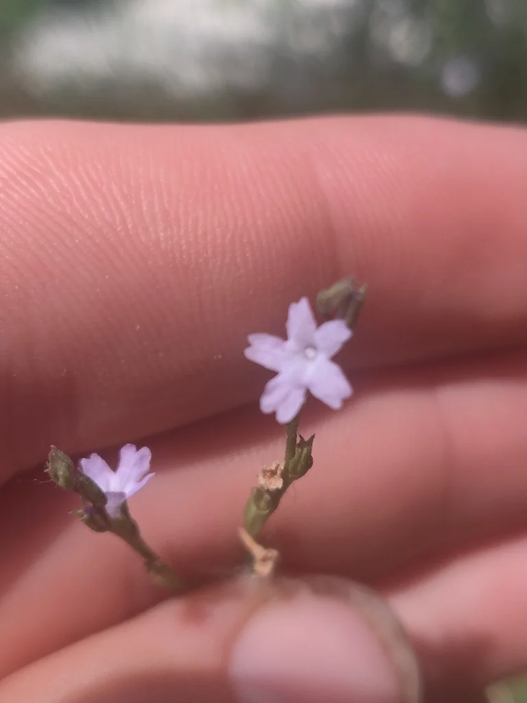Verbena Halei