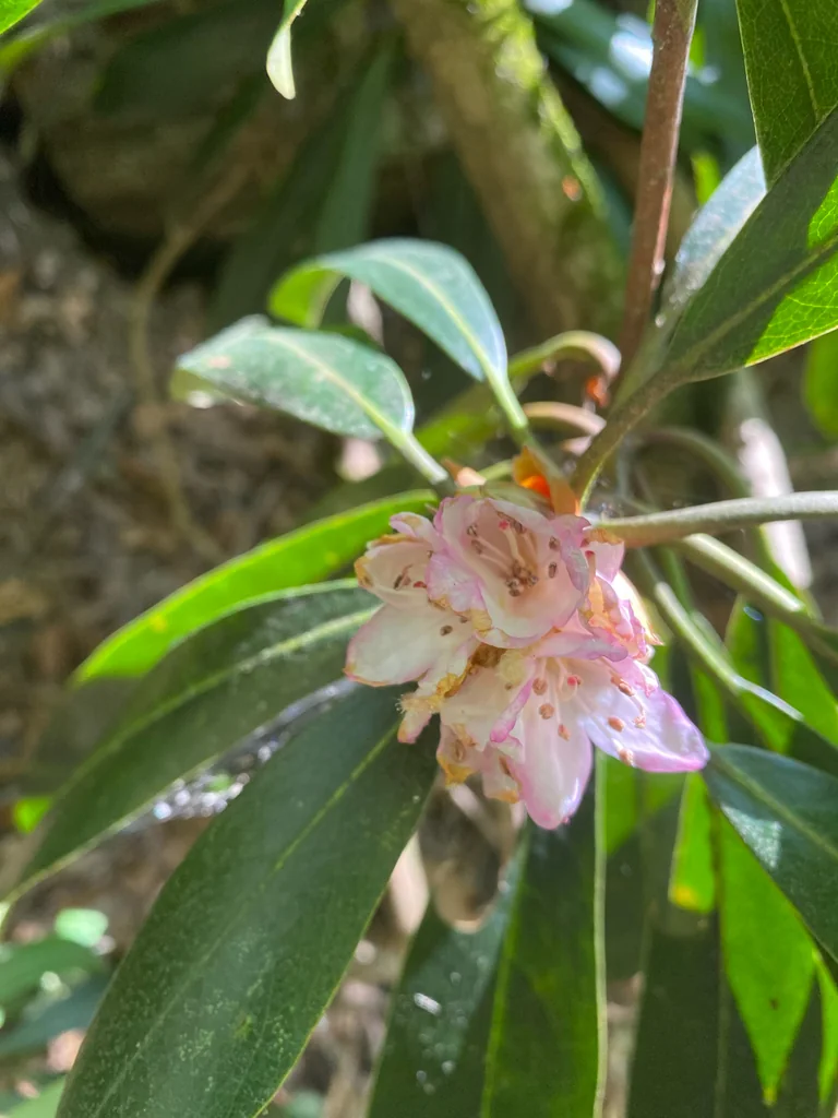 Rhododendron Maximum