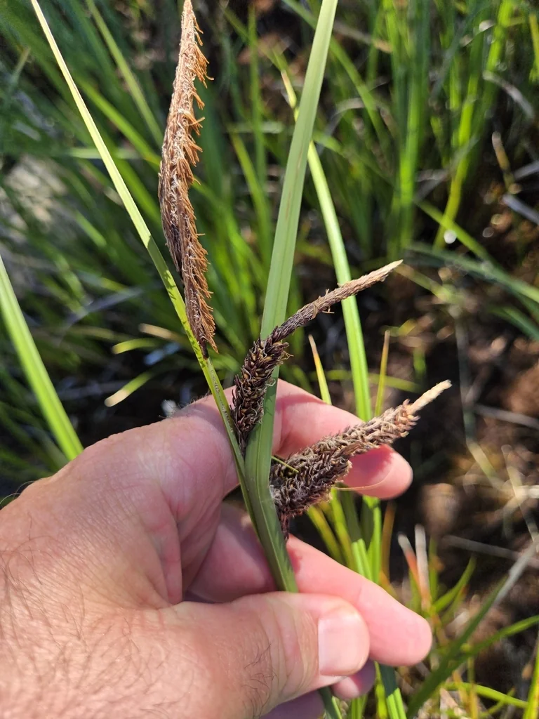 Carex Obnupta