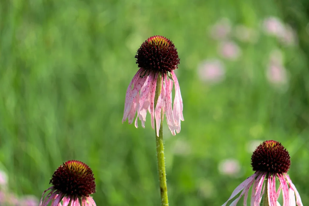 Echinacea Pallida