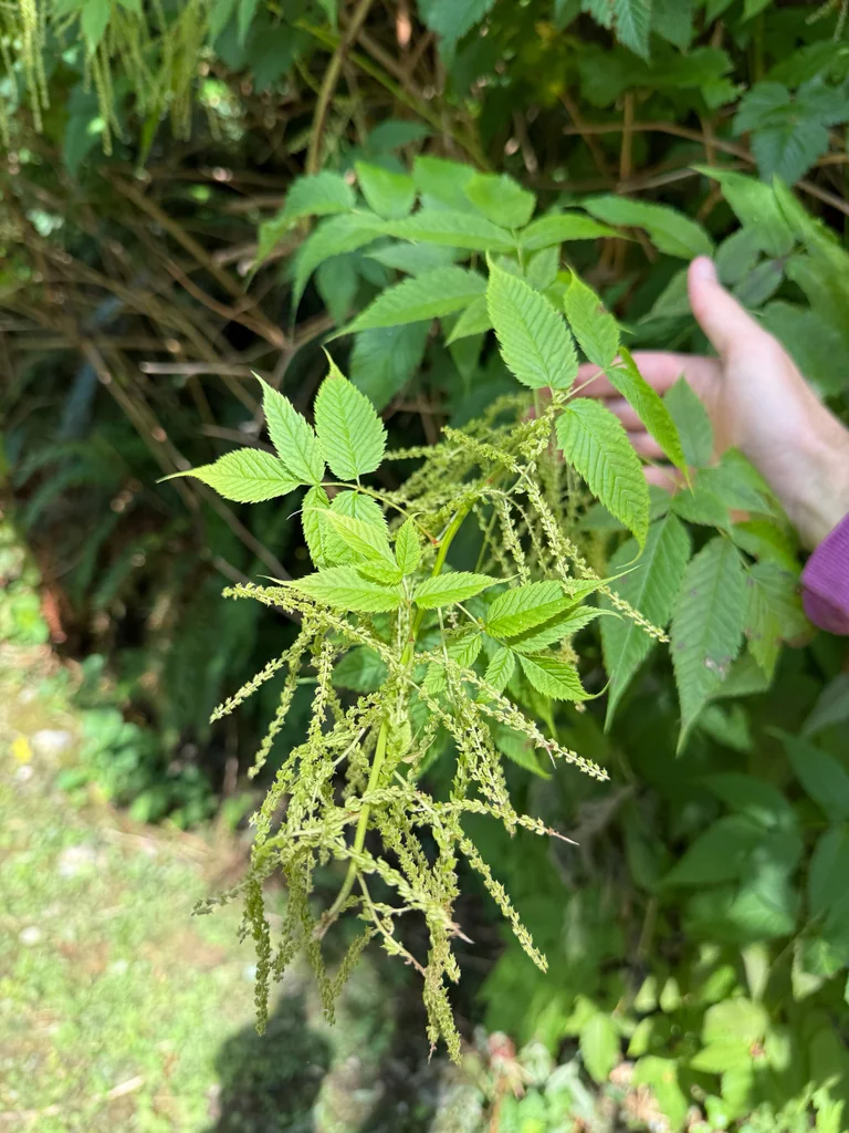 Aruncus Dioicus