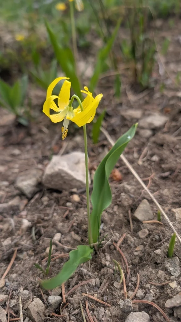 Erythronium Grandiflorum